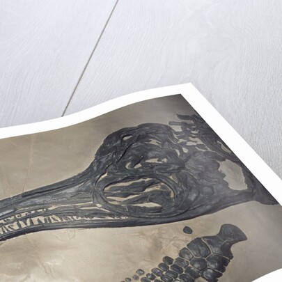 Head of a Jurassic Icthyosaur Fossil by Anonymous