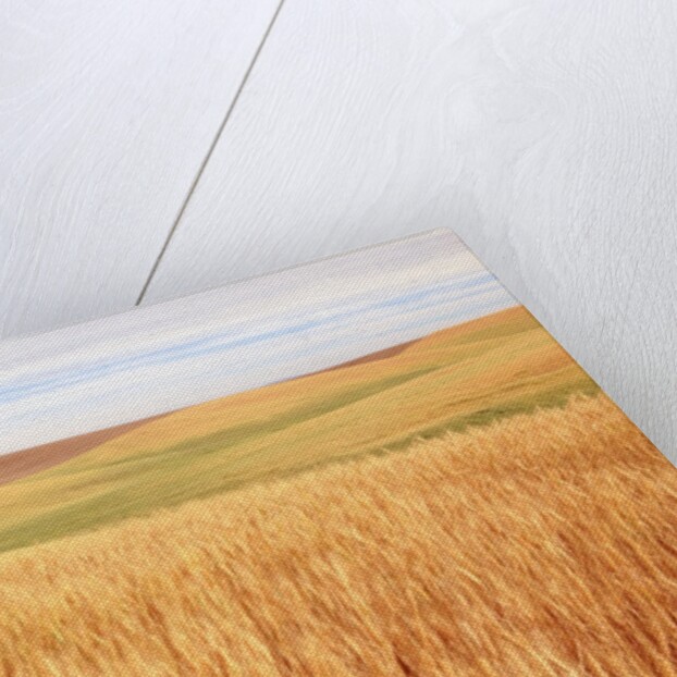 Sprawling Wheat Field by Anonymous