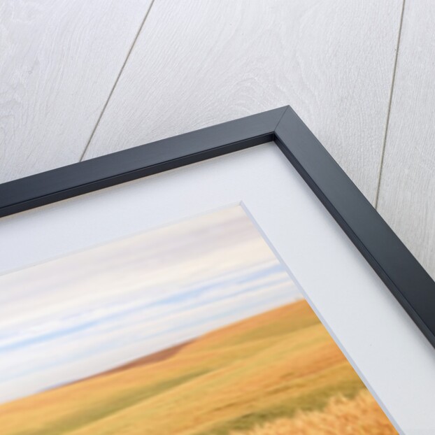 Sprawling Wheat Field by Anonymous