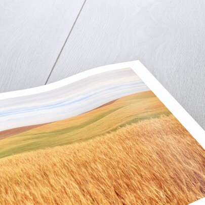 Sprawling Wheat Field by Anonymous