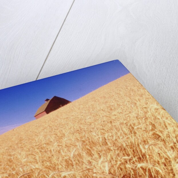Wheat Field by Anonymous
