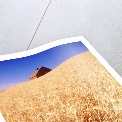 Wheat Field by Anonymous