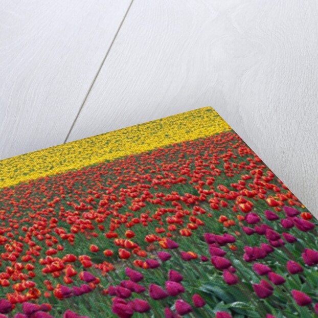 Colorful Tulip Field by Anonymous