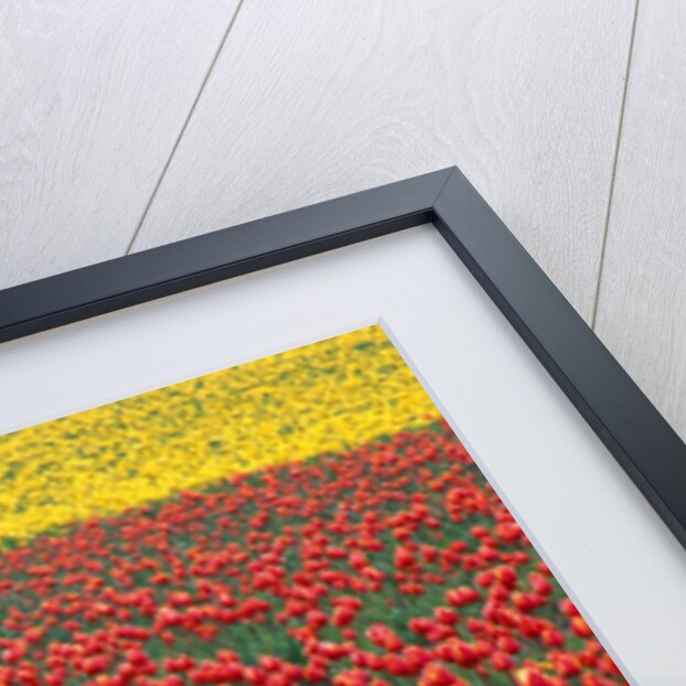 Colorful Tulip Field by Anonymous