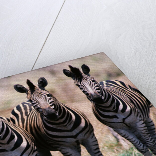 Herd of Zebras by Anonymous