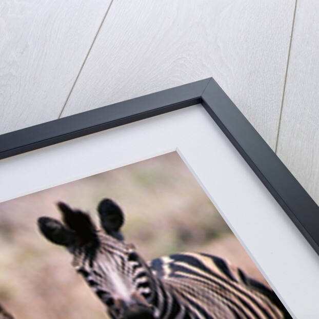 Herd of Zebras by Anonymous