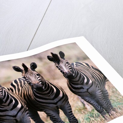 Herd of Zebras by Anonymous