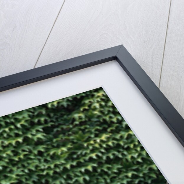 Window of Regensburg Town Hall by Anonymous