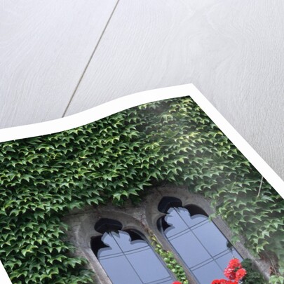 Window of Regensburg Town Hall by Anonymous