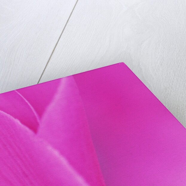 Pink Cyclamen Flower Petals by Anonymous