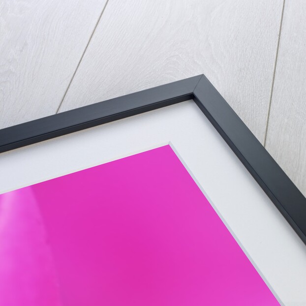 Pink Cyclamen Flower Petals by Anonymous