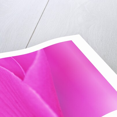 Pink Cyclamen Flower Petals by Anonymous