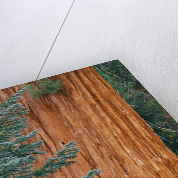 Evergreen and Sequoia Tree Trunk by Anonymous