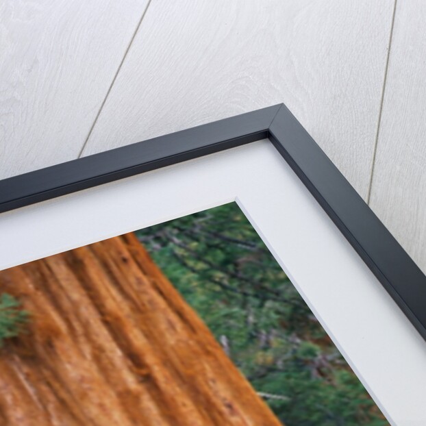 Evergreen and Sequoia Tree Trunk by Anonymous