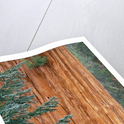 Evergreen and Sequoia Tree Trunk by Anonymous