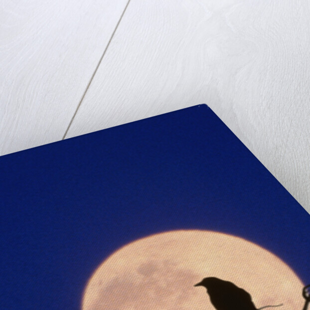 Full Moon over Raven in Tree by Anonymous