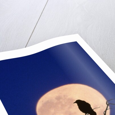 Full Moon over Raven in Tree by Anonymous