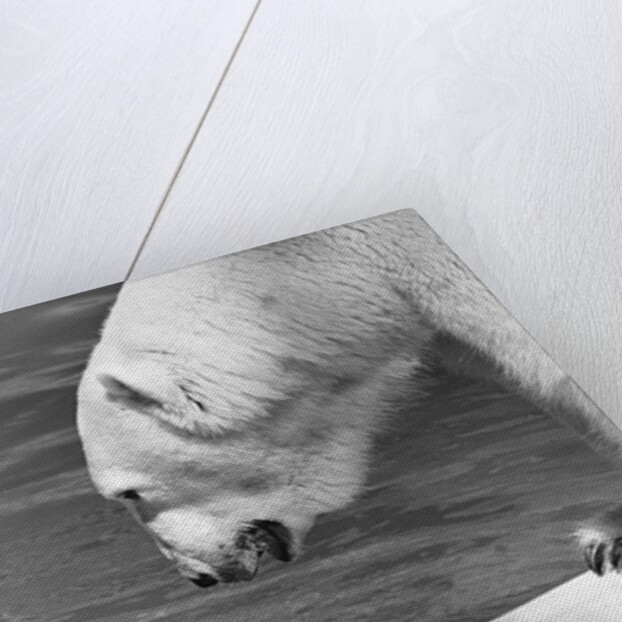 Polar Bears Looking at Each Other by Anonymous