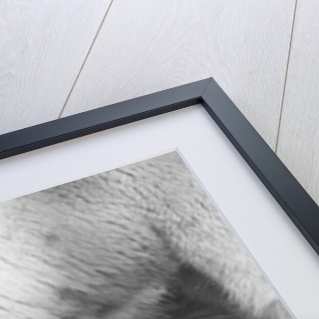 Polar Bears Looking at Each Other by Anonymous