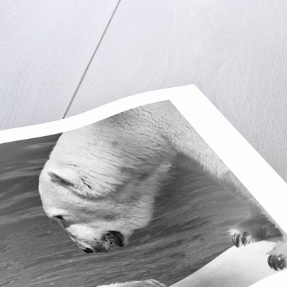 Polar Bears Looking at Each Other by Anonymous