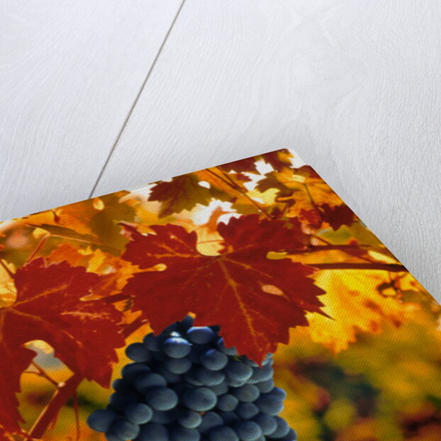 Cabernet Sauvignon Grapes by Anonymous