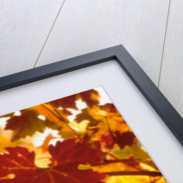 Cabernet Sauvignon Grapes by Anonymous