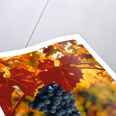 Cabernet Sauvignon Grapes by Anonymous