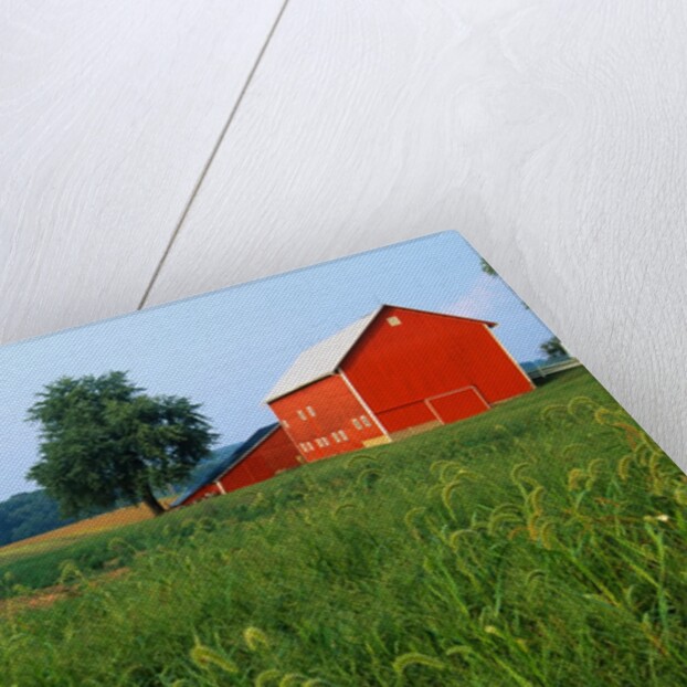 Red Barn in Green Field by Anonymous