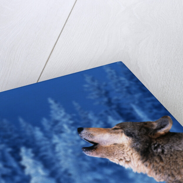 Pair of Howling Gray Wolves by Anonymous