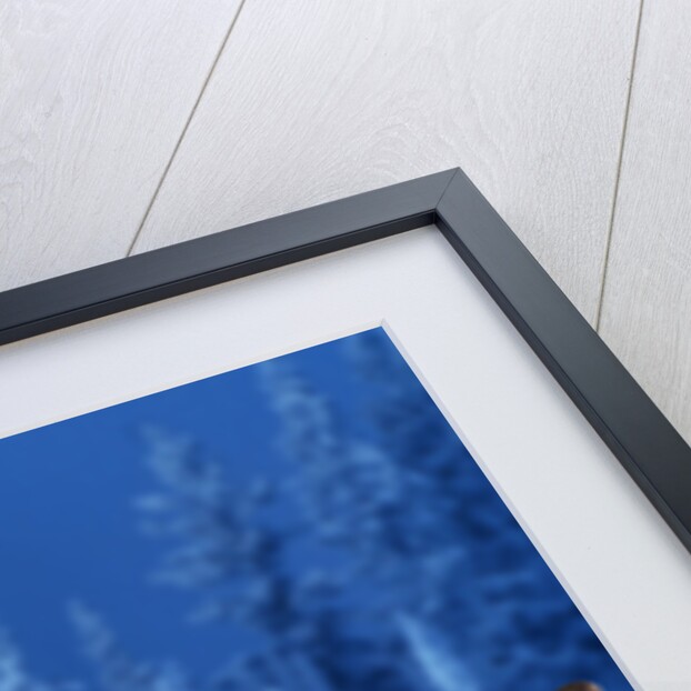 Pair of Howling Gray Wolves by Anonymous