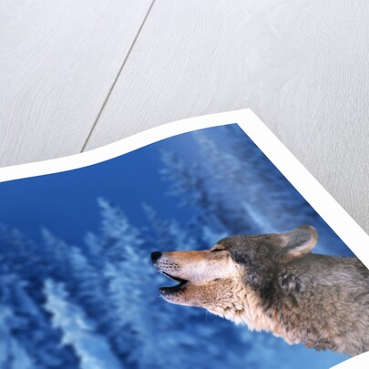 Pair of Howling Gray Wolves by Anonymous