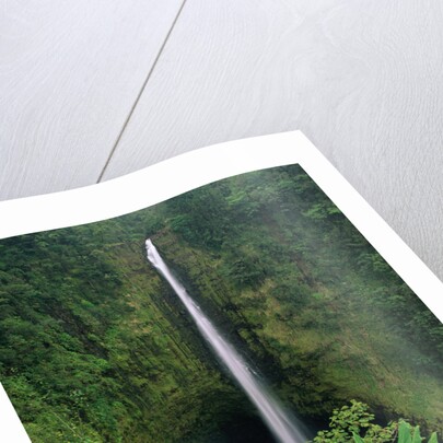 Akaka Falls by Anonymous
