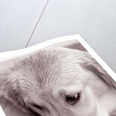 Golden Retriever by Anonymous