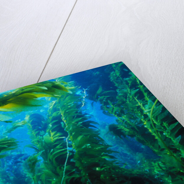 Giant Kelp by Anonymous