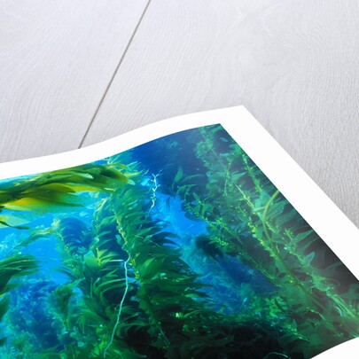 Giant Kelp by Anonymous