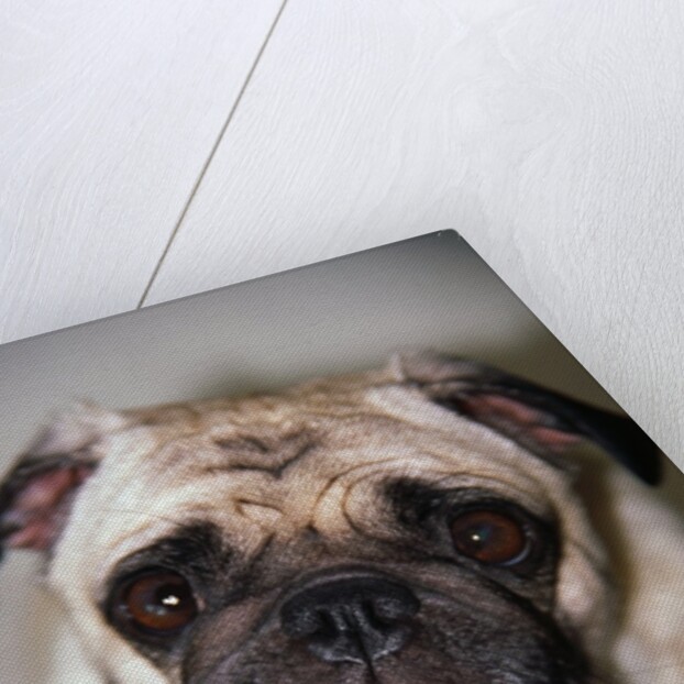 Pug Dog by Anonymous