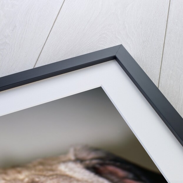 Pug Dog by Anonymous