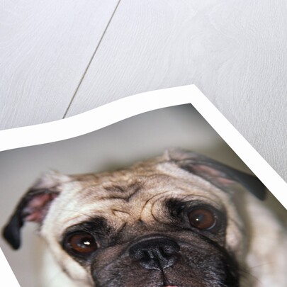 Pug Dog by Anonymous