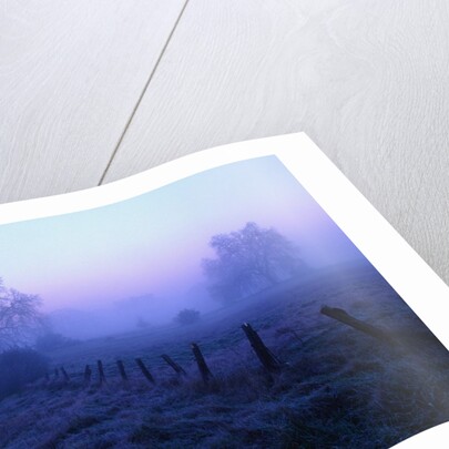 Meadow in the Morning Mist by Anonymous