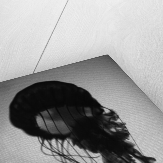Jellyfish by Anonymous