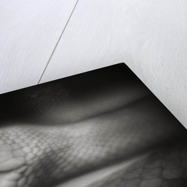 Snake Opening Mouth by Anonymous