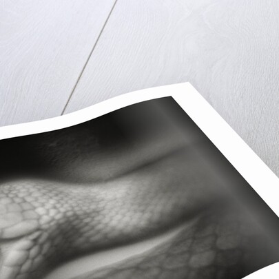 Snake Opening Mouth by Anonymous