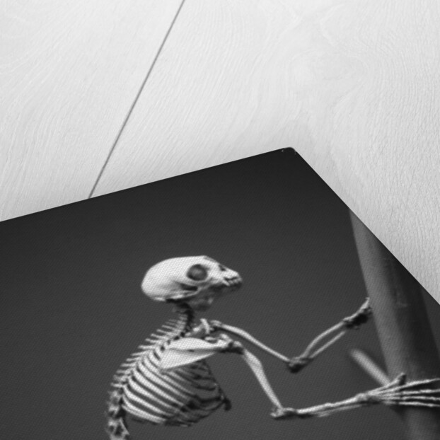 Primate Skeleton on Display by Anonymous