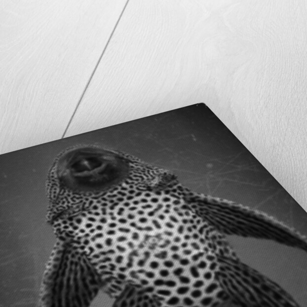 Bottom View of Catfish by Anonymous
