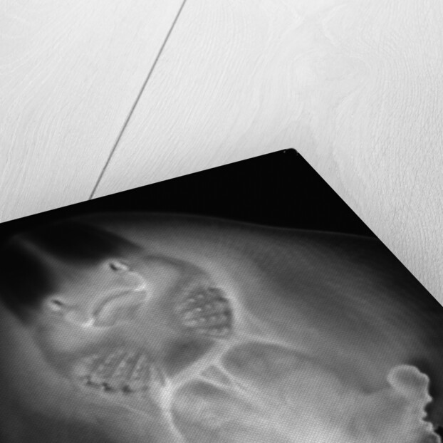 Bottom View of a Stingray by Anonymous
