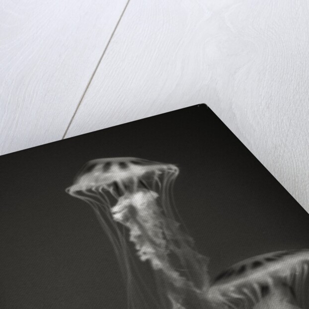 Two Jellyfish by Anonymous