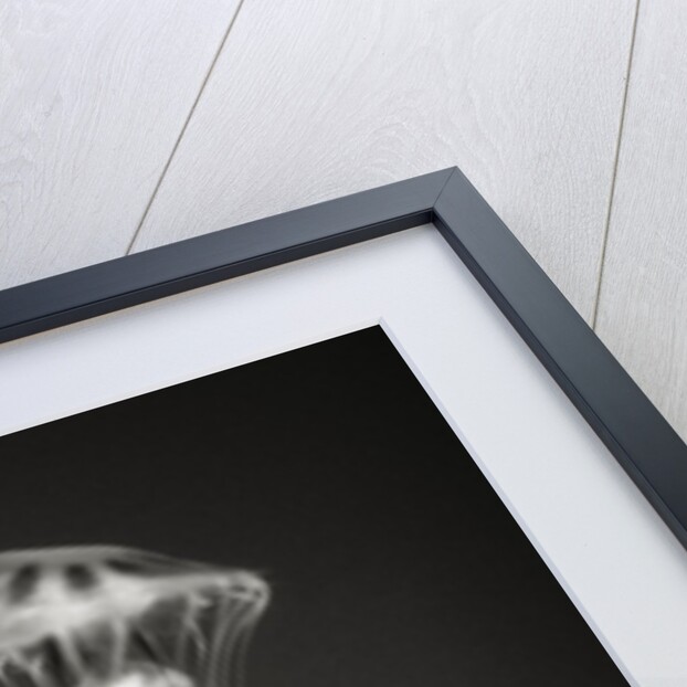 Two Jellyfish by Anonymous