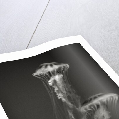 Two Jellyfish by Anonymous