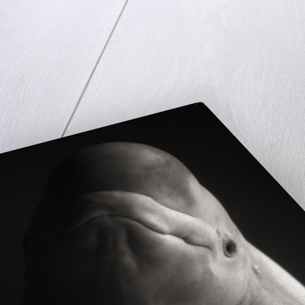 Beluga Whale by Anonymous