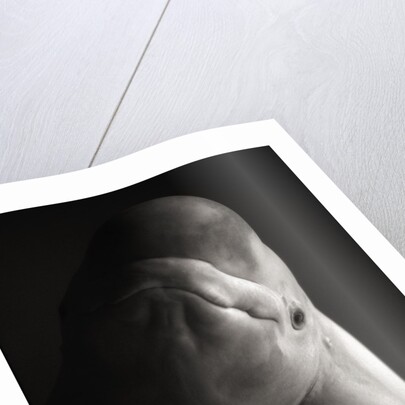 Beluga Whale by Anonymous